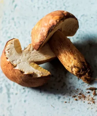 Le Goût du Sud – Champignons et morilles sélectionnés (France & Europe)