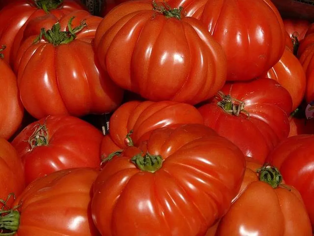 Tomates Coeur de boeuf