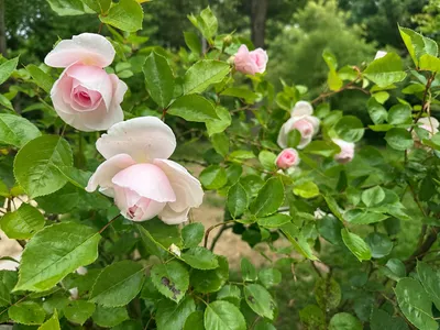 rose 