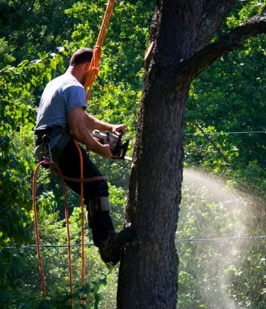 Trouver une entreprise d'élagage d'arbres saint Médard en Jalles