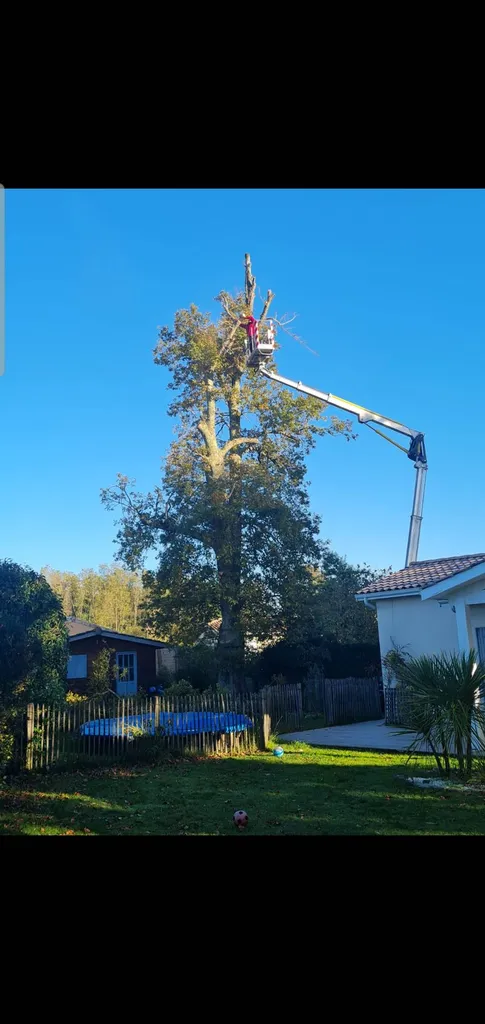 Élagage et abattage des arbres a Blanquefort avec un professionnel