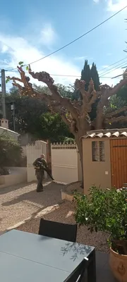 Élagage d'un mûrier platane à Marseille Mazargues 13009
