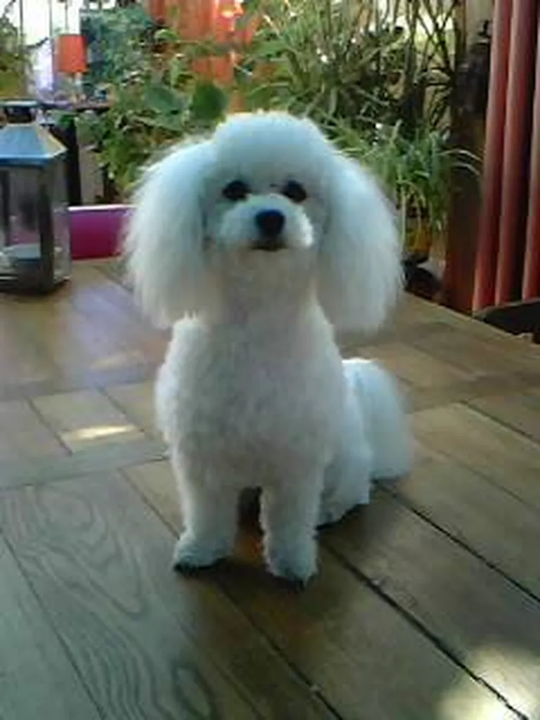 Chiots Bichon Frisé LOF Aix en Provence