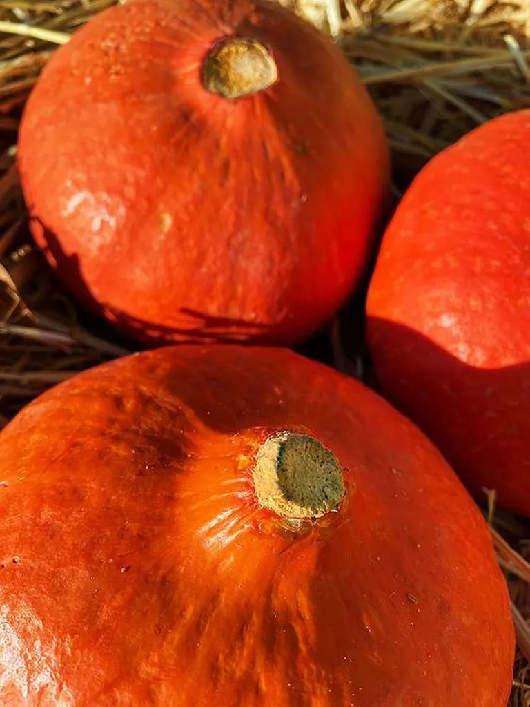 Courge Potimarron
