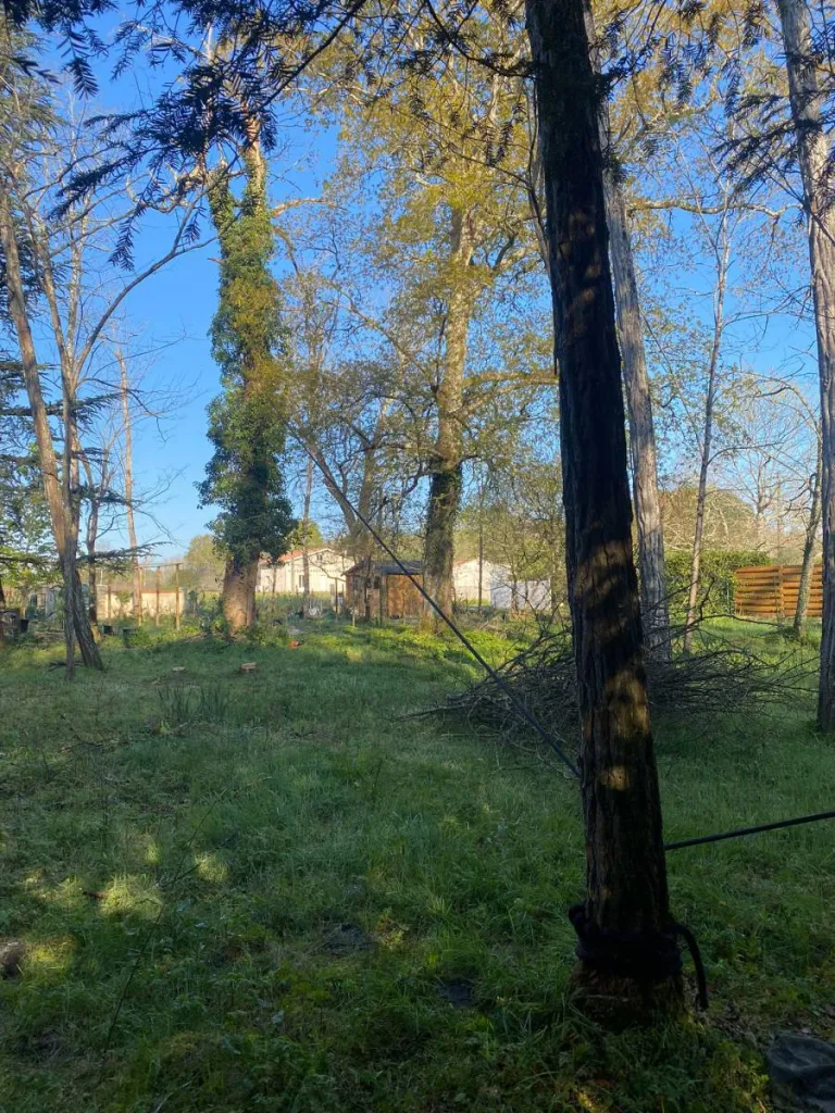Abattage d'un chêne et d'un acacia