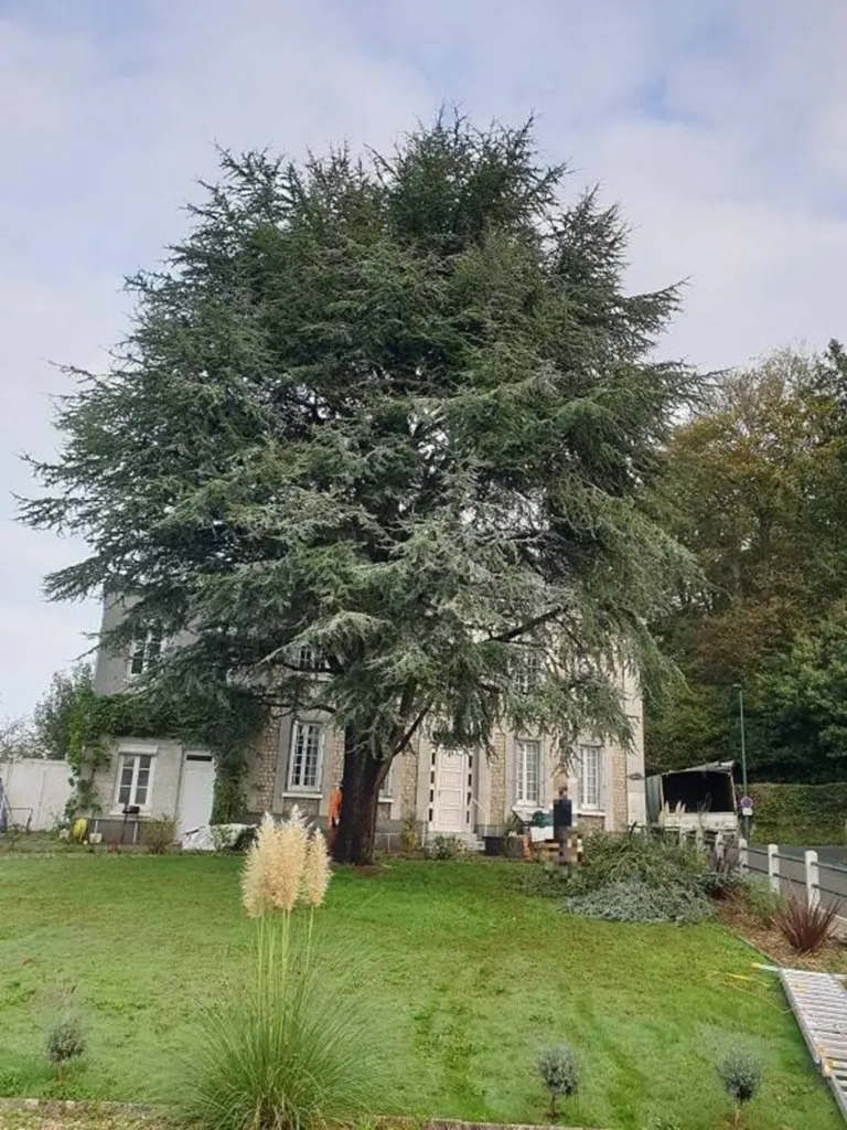 arbre avant l'élagage criquetot l'esneval