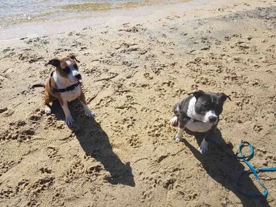 Permis pour chien de categorie 1 et 2 