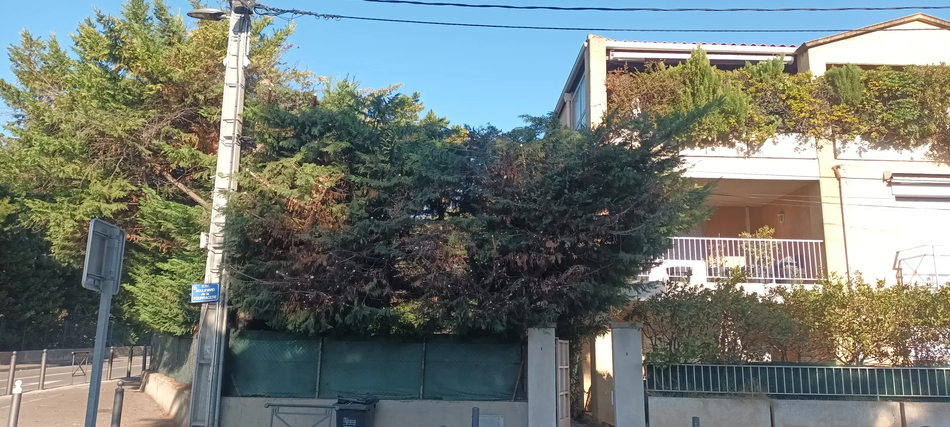 Taille haie de cyprès dans le 12ème à Marseille. 