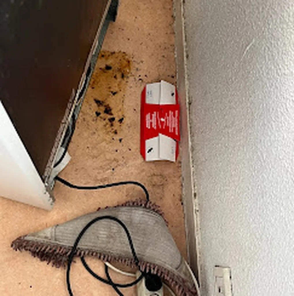 Entreprise spécialisé dans le traitement de cafard à Toulouse résultat instantané 