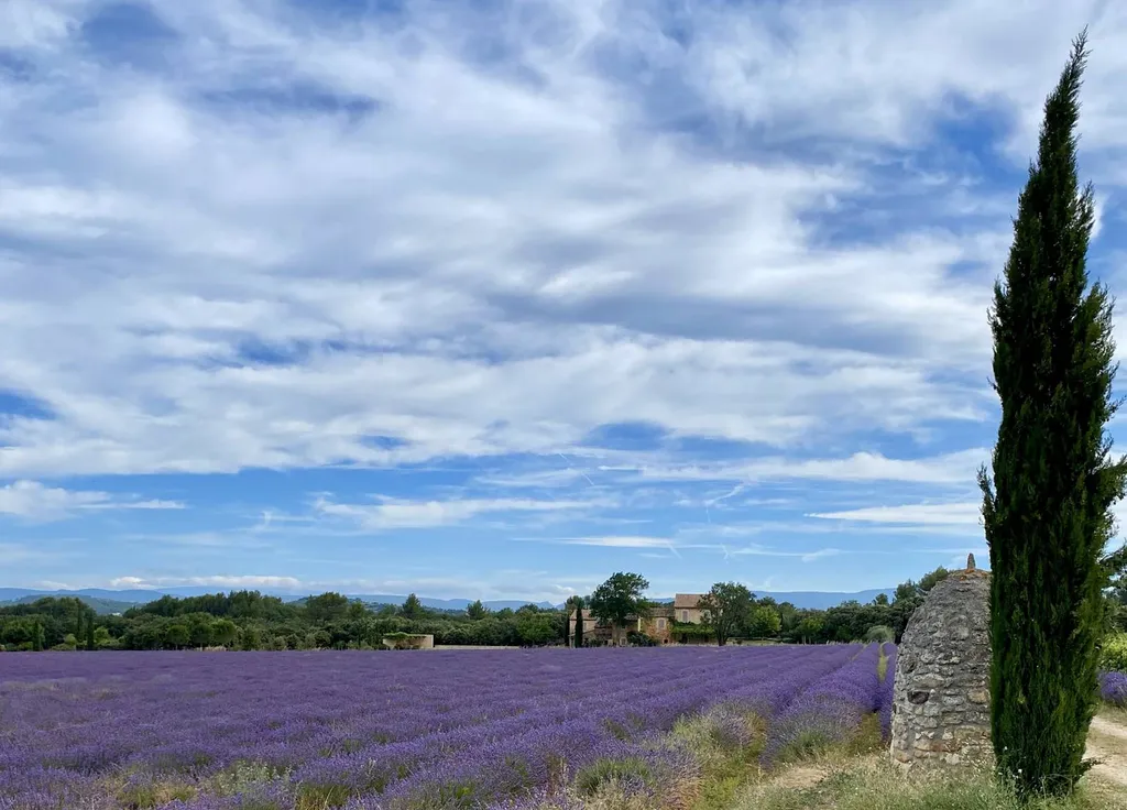 Lavender in the Luberon