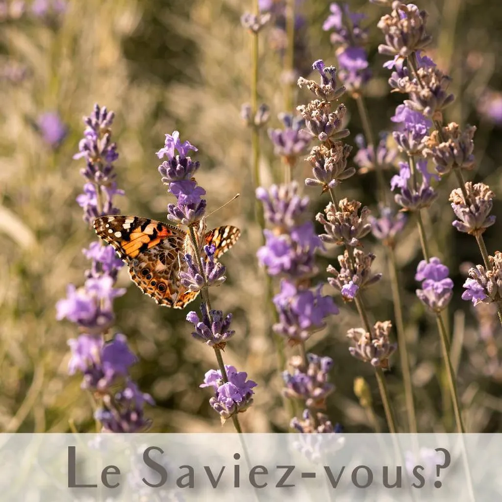 Les plantes indigènes, un atout durable pour votre jardin dans les Alpilles, favorisant la biodiversité et l'harmonie avec l'environnement local