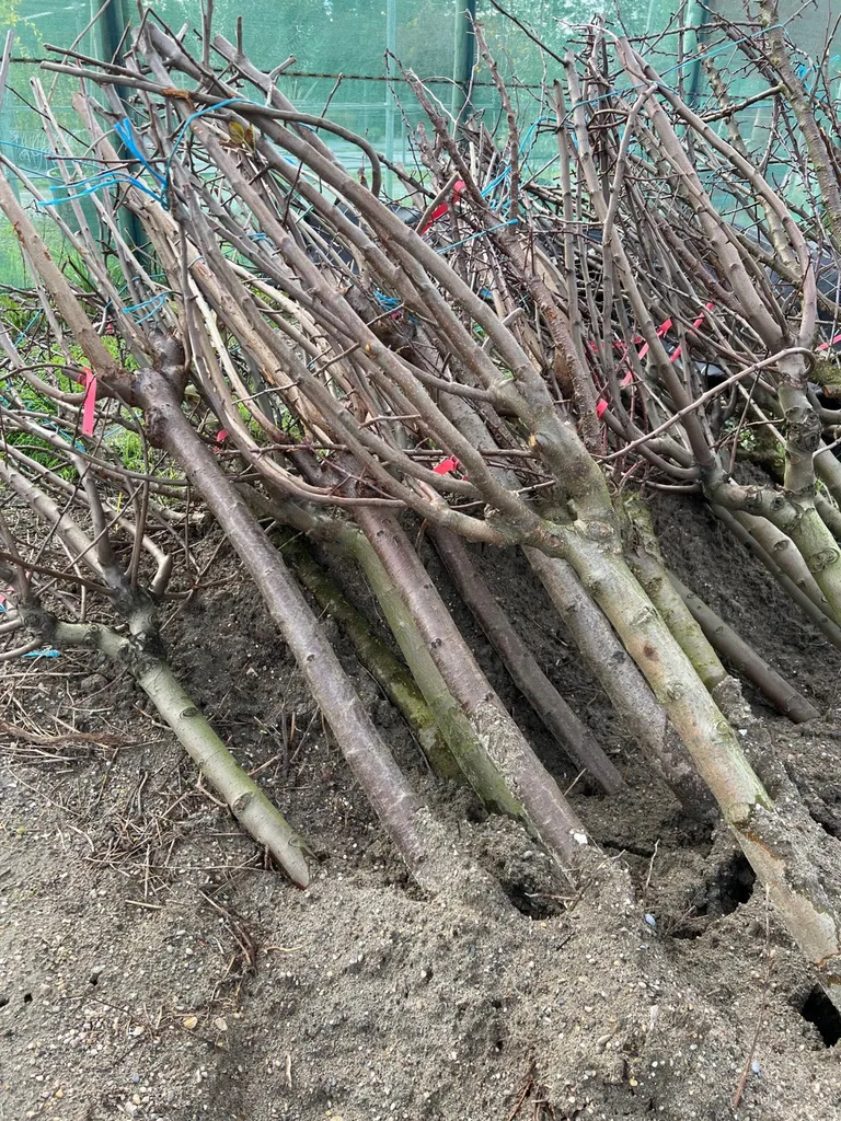 Arbres fruitiers racines nues vers Arles pres d’Avignon 