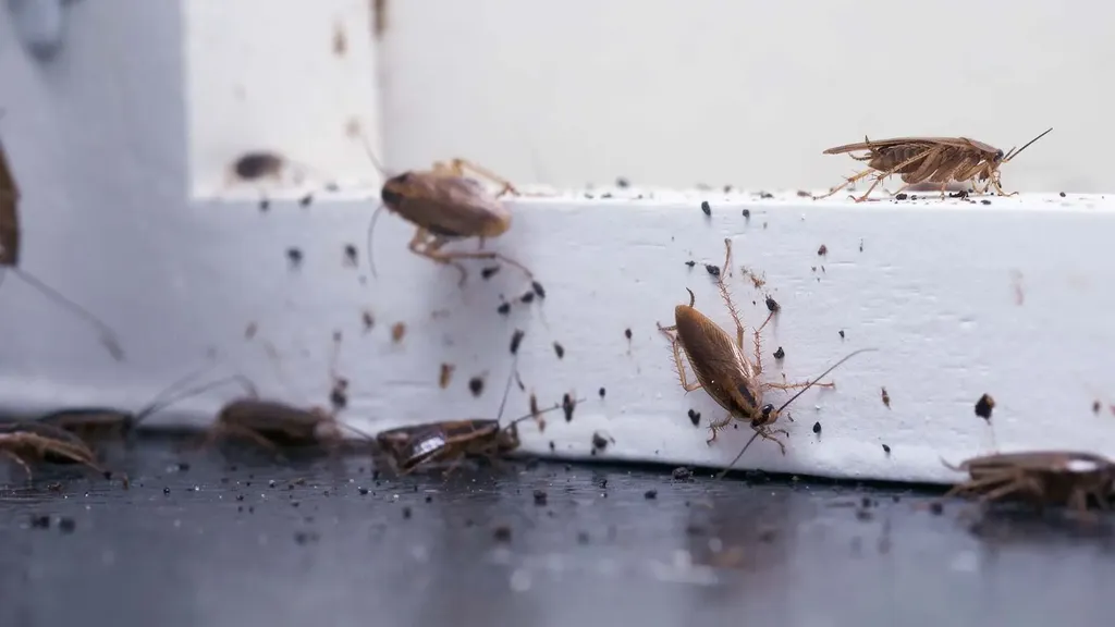 Traitement blattes et cafards en intérieur