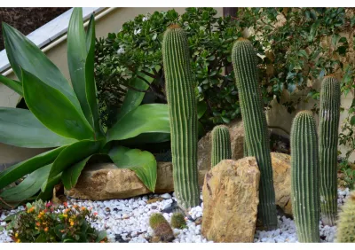 Amenagement de jardin sans pelouse à Saint Rémy de Provence (13)