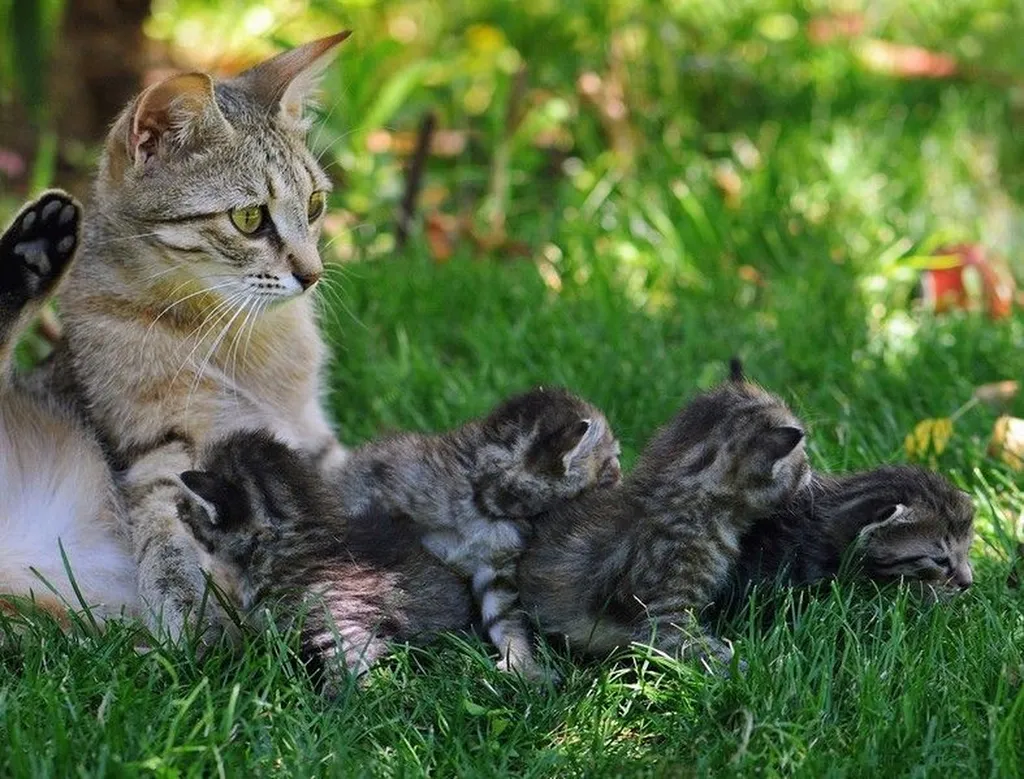 chatte avec ses chatons à Endoume