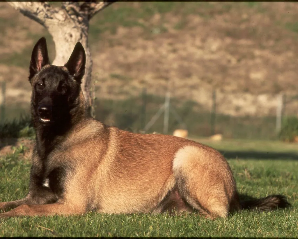Vente de chiots BERGER BELGE MALINOIS dans le Vaucluse à Avignon.