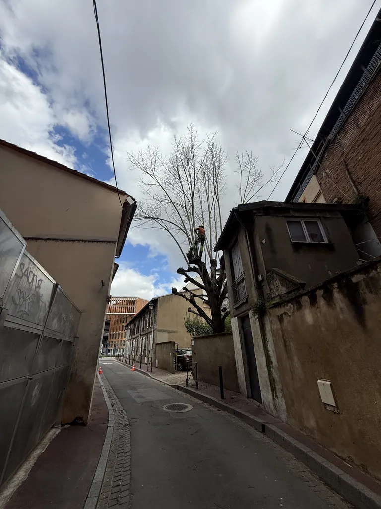 Élagage sévère de tilleul en hyper centre de Toulouse : taille d’arbre sécurisée et entretien espaces verts professionnel