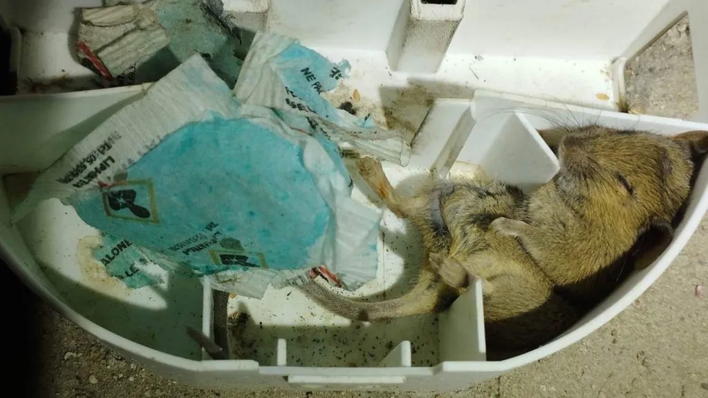 Mise en place d’un traitement de dératisation dans une villa du Pontet dans le Vaucluse (84)