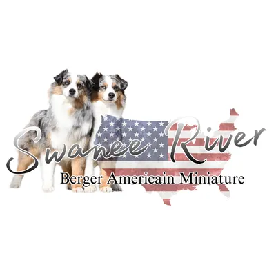 Swanee River : un éleveur de Berger Américain Miniature qui a toute ma confiance à Sagy