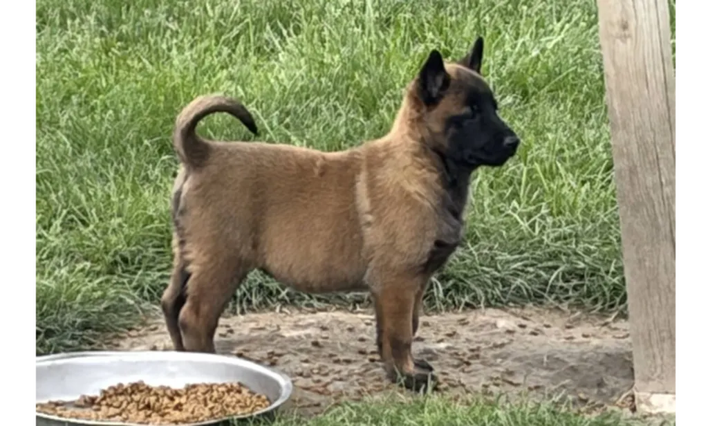 Chiots Berger Belge Malinois LOF à réserver – Élevage professionnel – Portée UZZY x URGO – 4 mâles disponibles