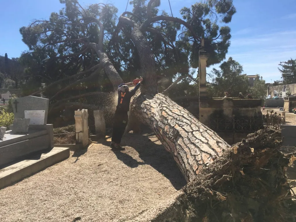 Abattage d’un pin dans le Gard