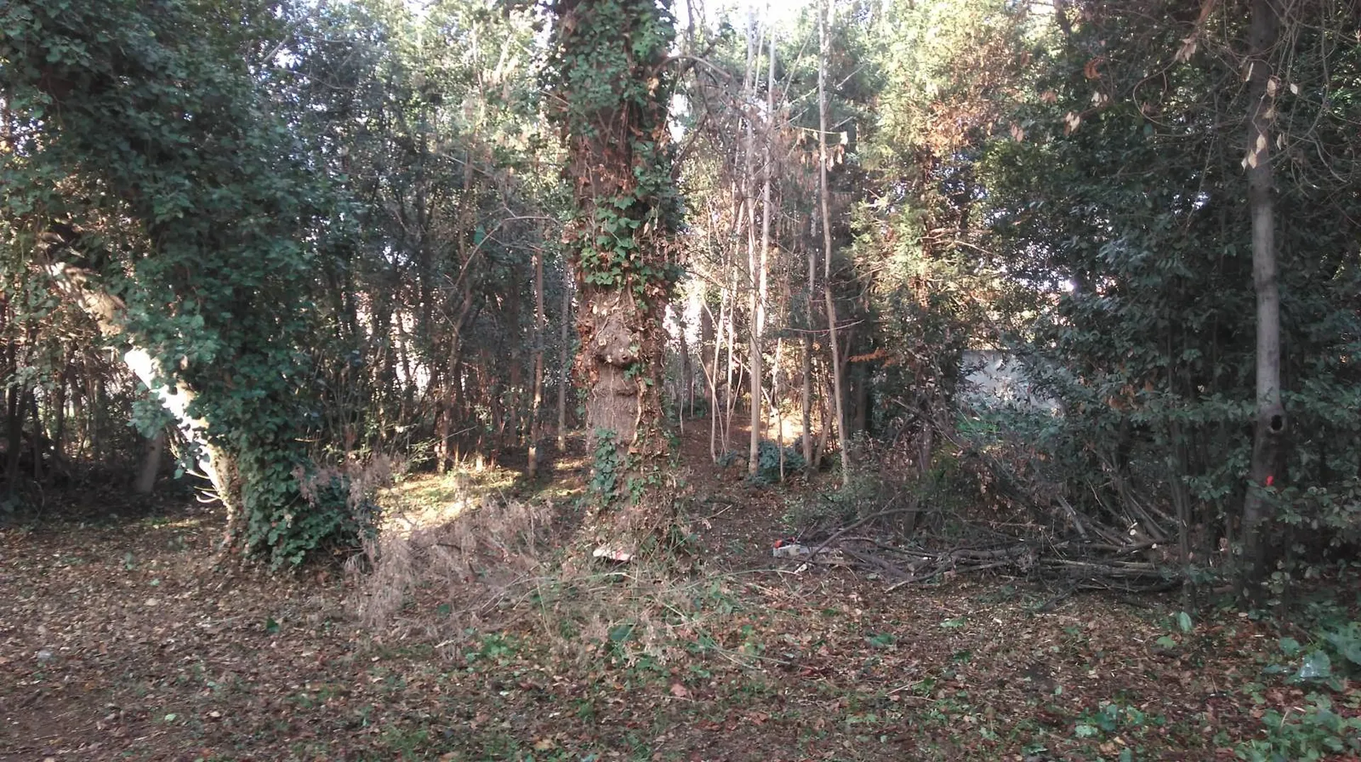 travaux forestier marseille