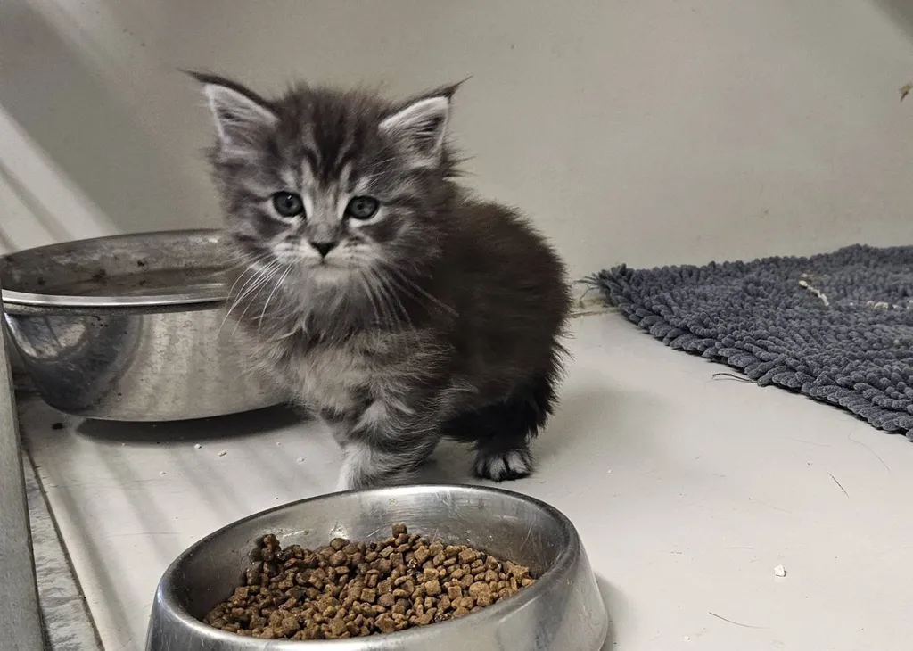 CHATONS MALES ET FEMELLE MAINE COON A ACHETER INSCRIT AU LOOF DANS LE VAUCLUSE