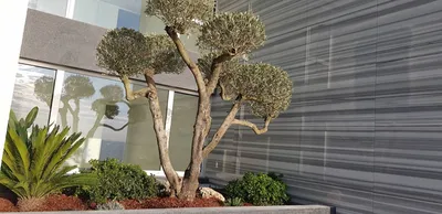 Jardin avec plantations sur toiture à Monaco 