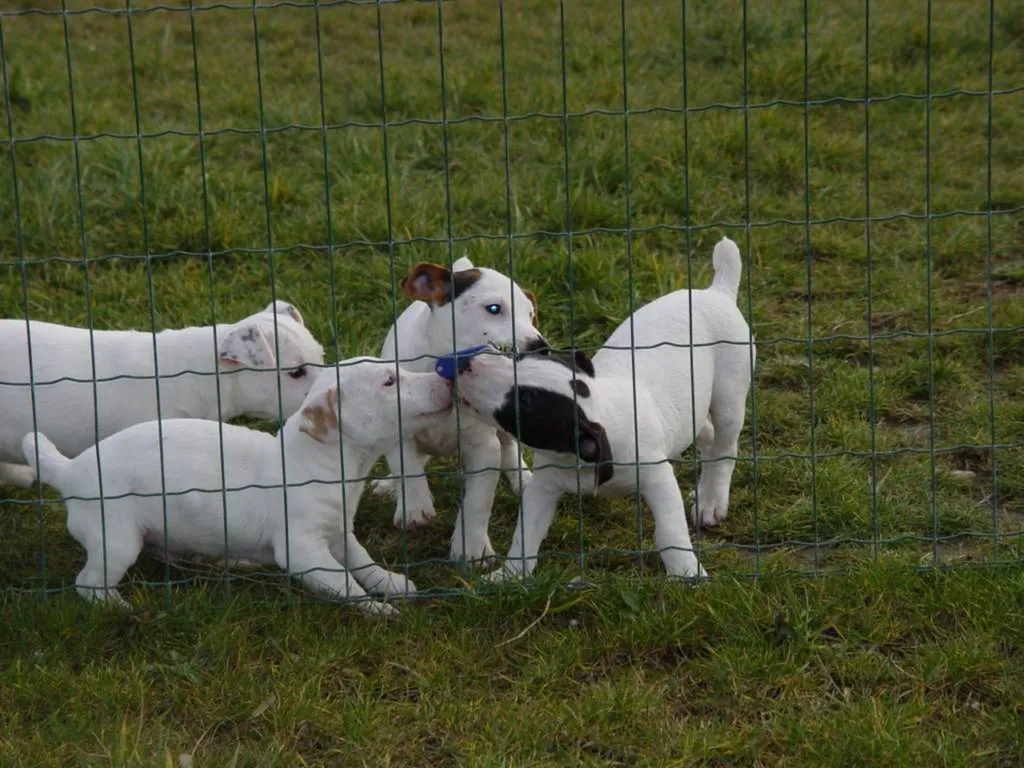 Chiots JACK RUSSELL TERRIER L.O.F. à Avignon