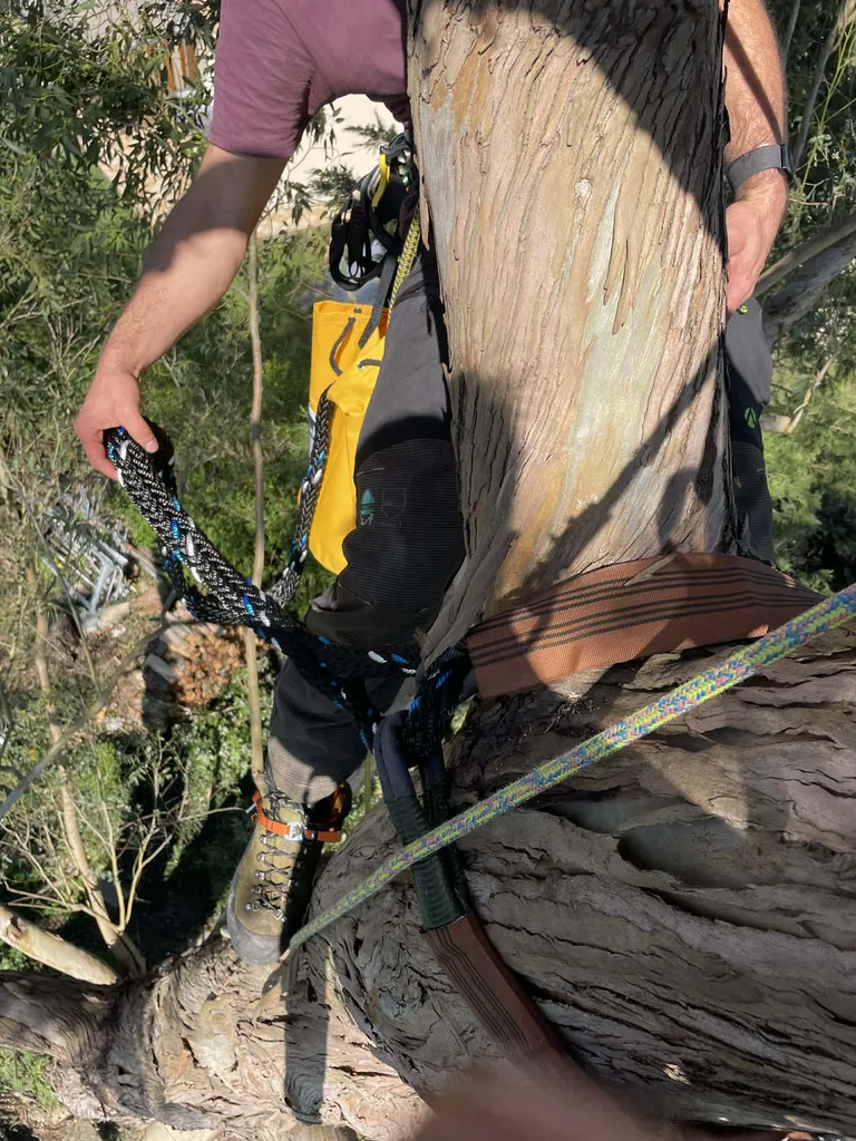 Haubanage eucalyptus Bordeaux 