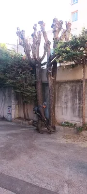 Elagage d'Ellante 12 ème arrondissement de Marseille 