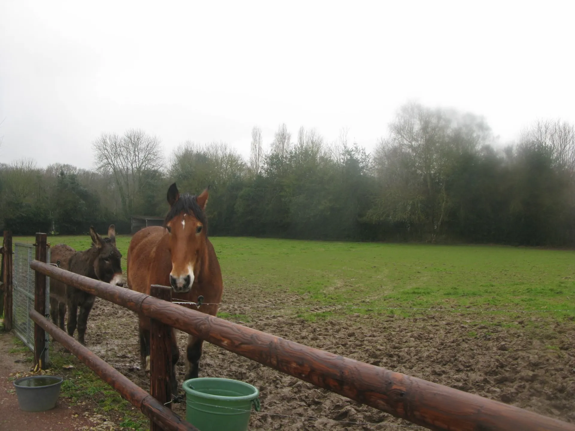 PROPRIETE EQUESTRE SUR 7 HECTARES, REGION LISIEUX, CALVADOS 14