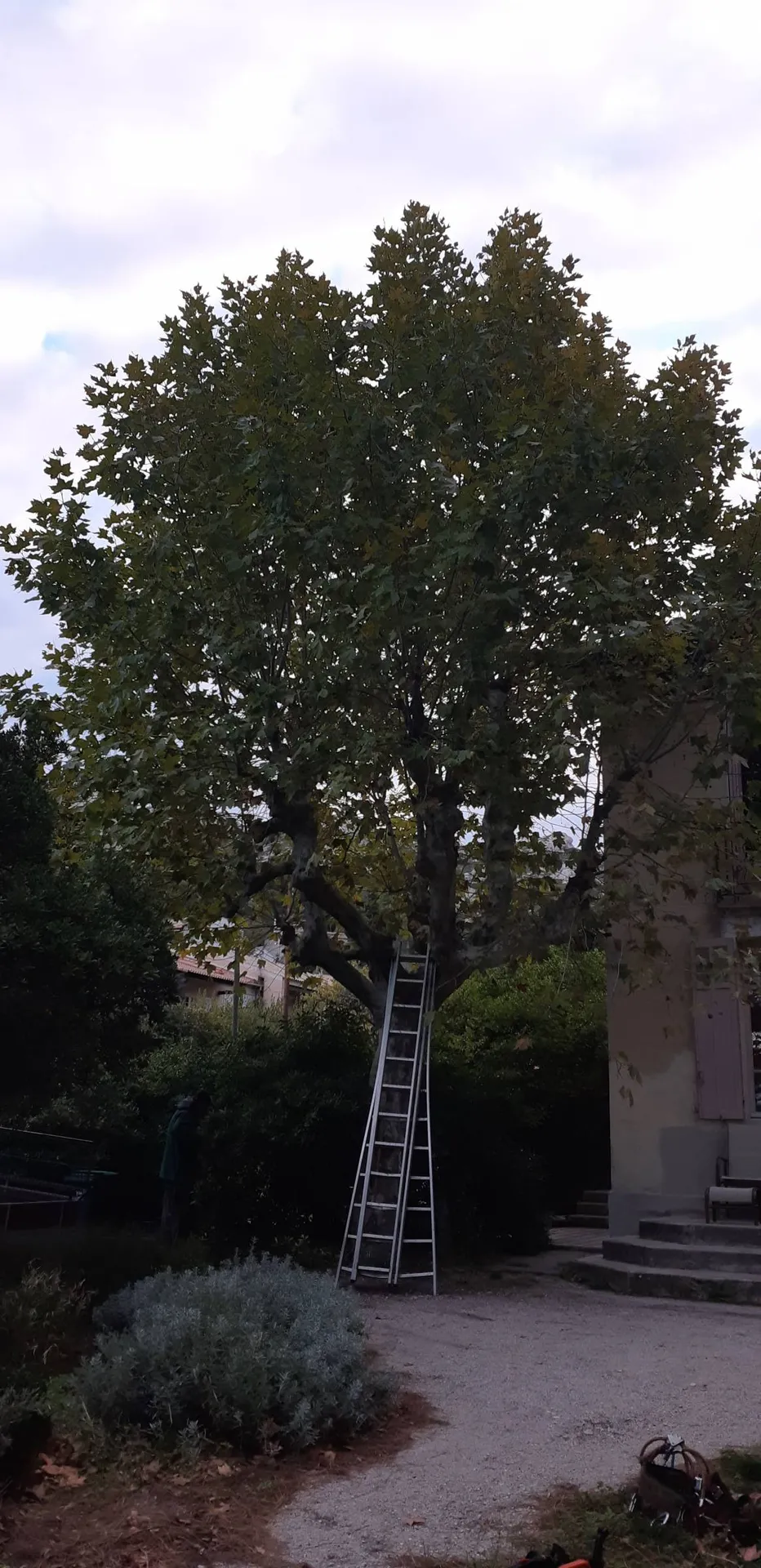 Elagage d'un platane à Marseille Montolivet