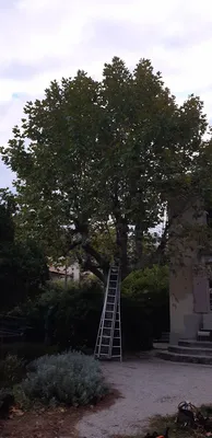 Elagage d'un platane à Marseille Montolivet