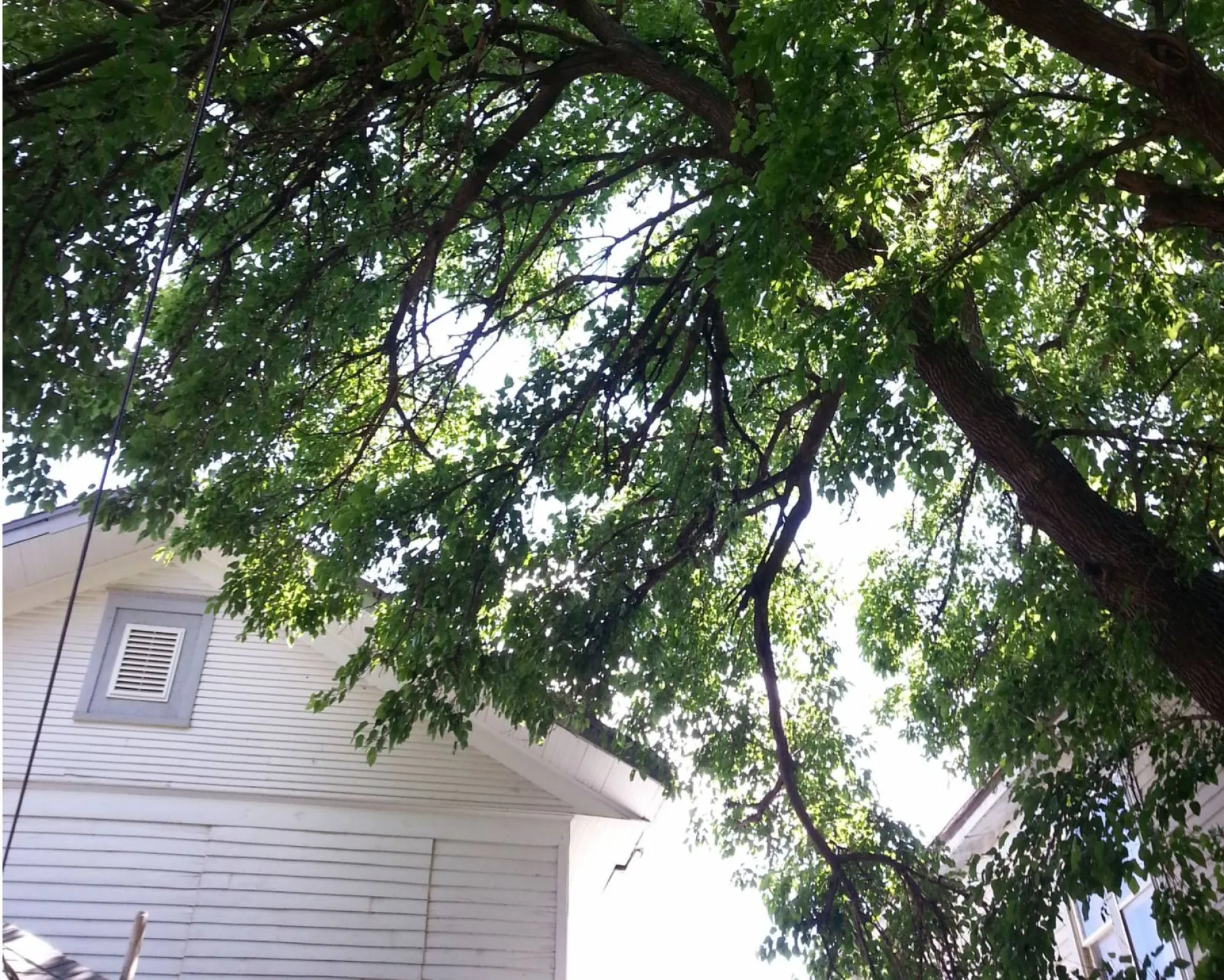 Élagage de murier platane à Avignon dans le Vaucluse