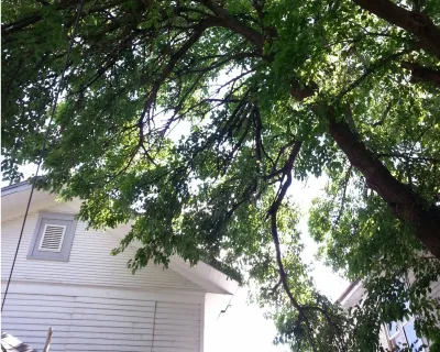 Élagage de murier platane à Avignon dans le Vaucluse