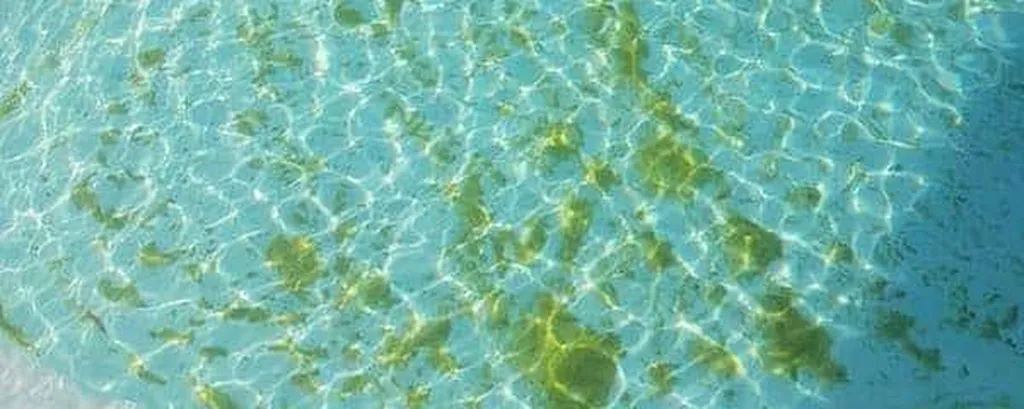 Algues moutarde visibles sur le fond d’une piscine coque polyester à Cuers : dépôt jaunâtre collé aux parois. Alliance Piscines 83 propose un traitement adapté pour les éliminer durablement.