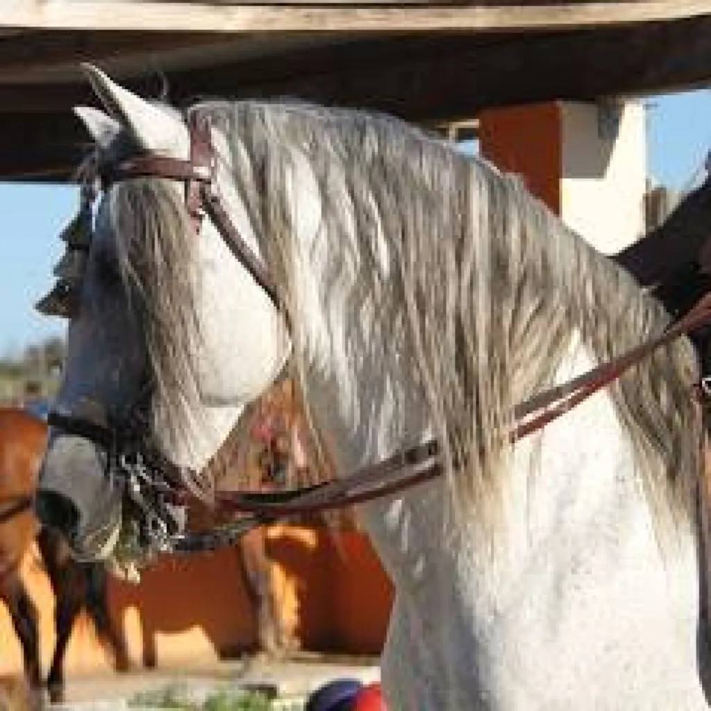 Un Ranch de plus de 50 ans : El Rancho