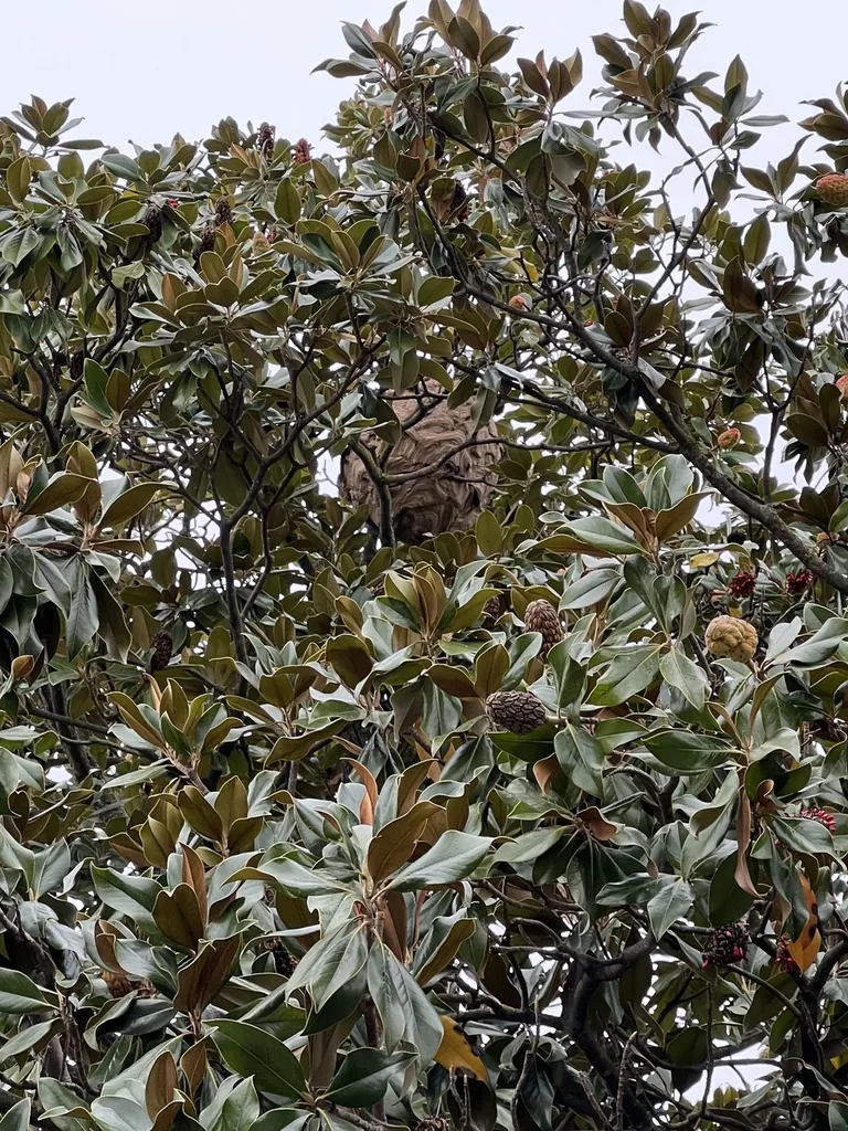 Nid de frelons asiatiques dans un arbre à 15 mètres de hauteur sur la commune de Saint Cannat dans les Bouches-du-Rhône
