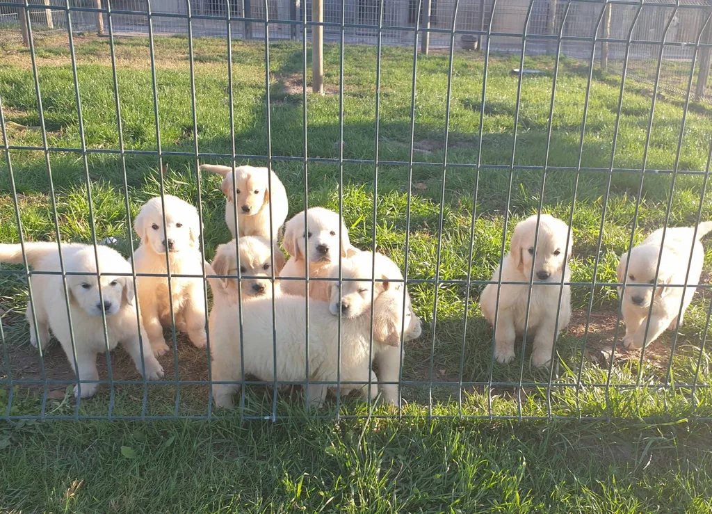 GOLDEN RETRIEVER CHIOTS MALES ET FEMELLES INSCRITS AU LOF DANS LE VAUCLUSE REGION PACA