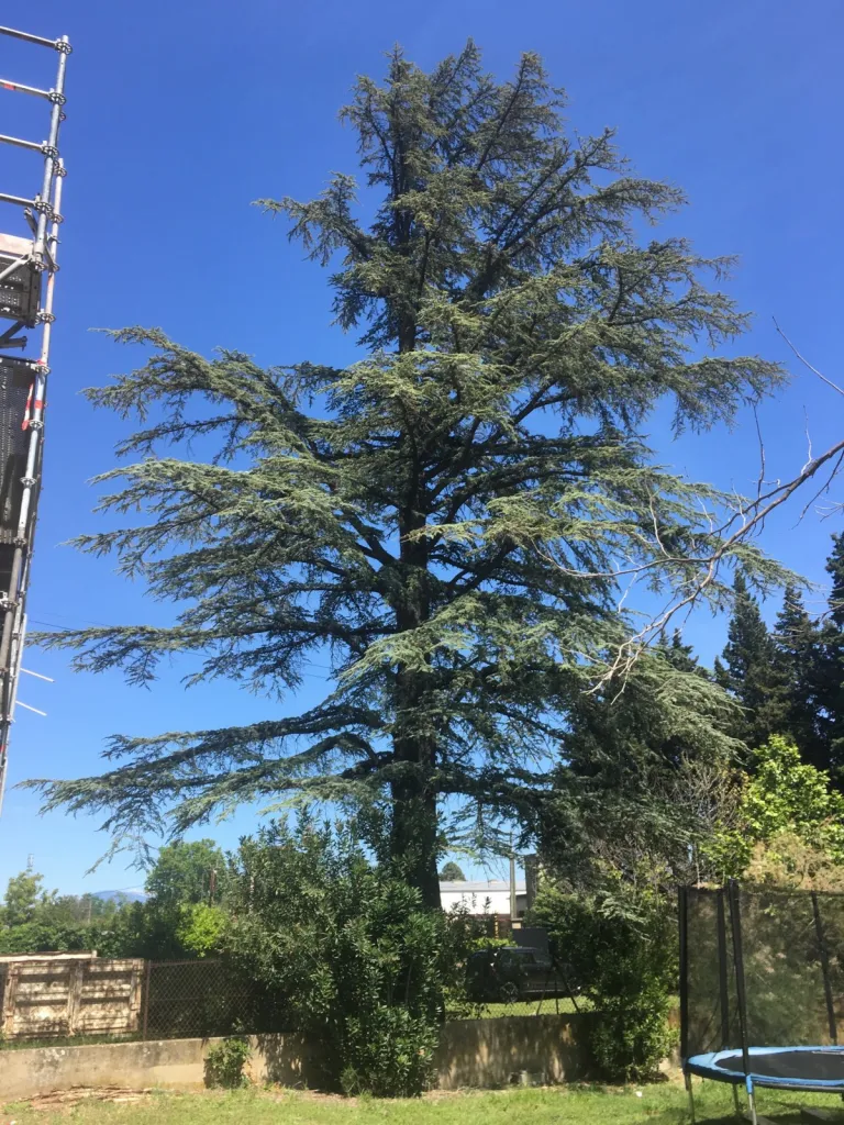 Abattage d'un grand arbre de 25 m à Sorgues