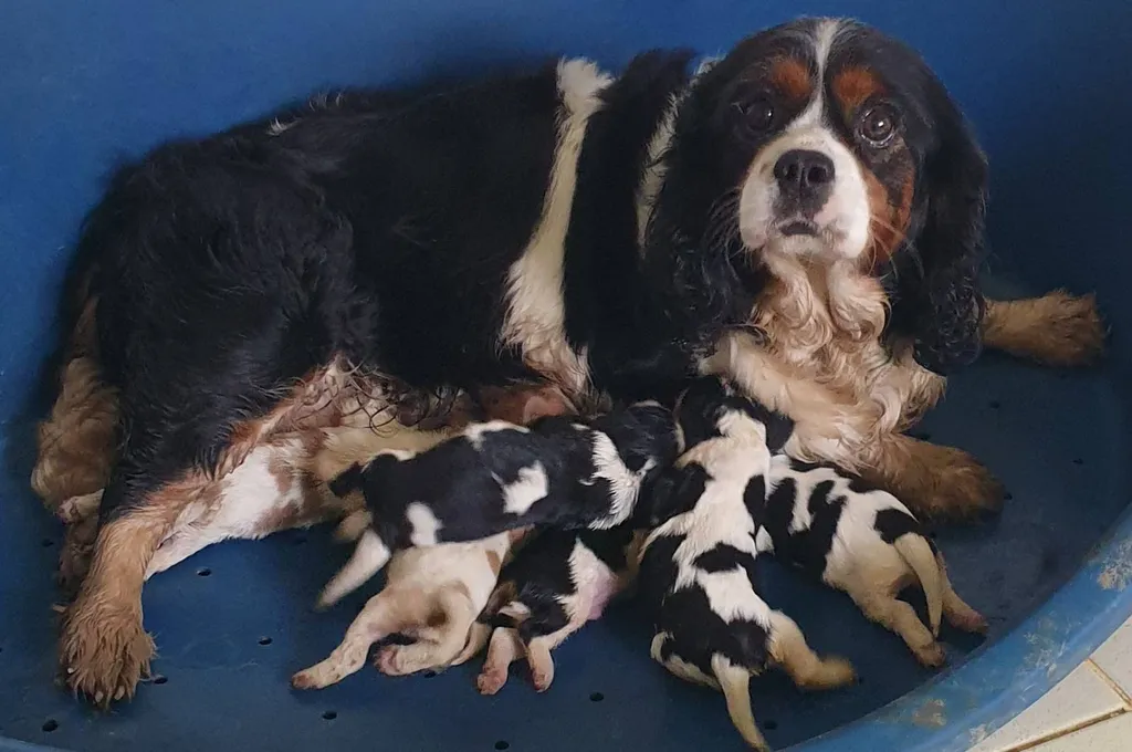 CAVALIER KING CHARLES LOF AVIGNON