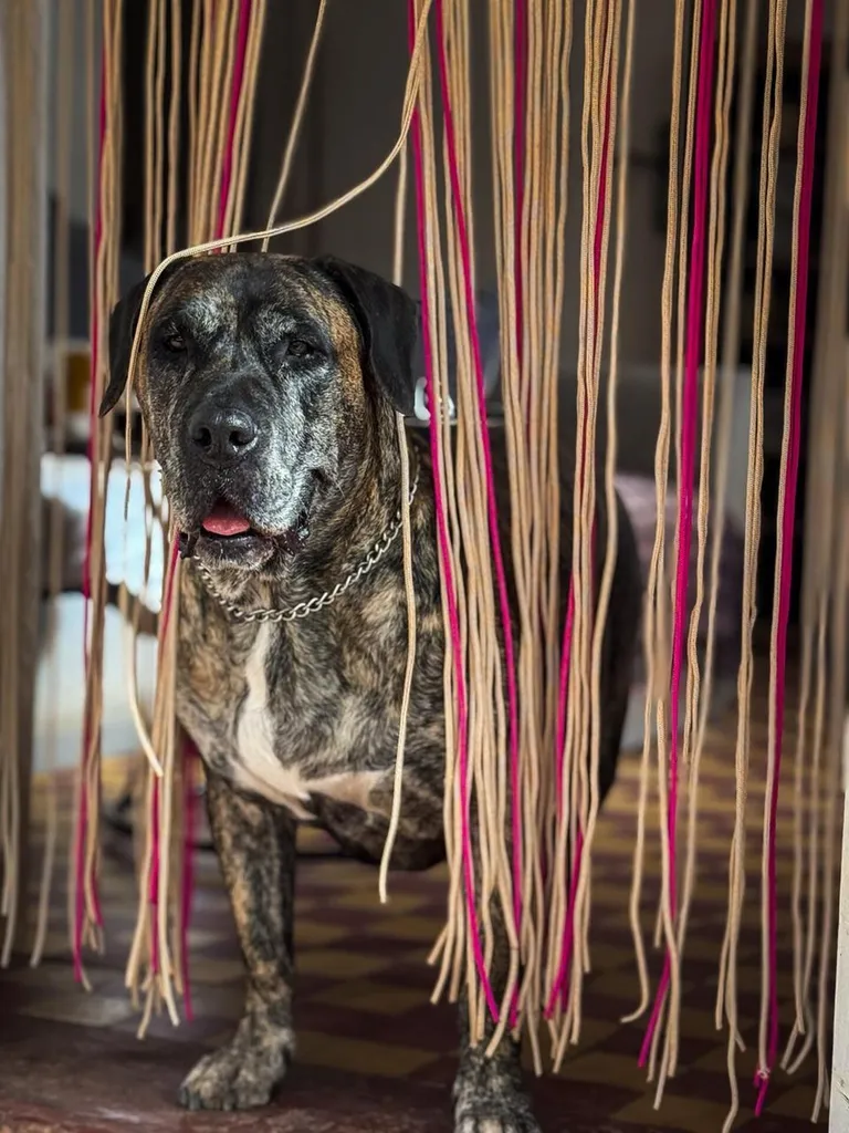 Formation communication animale avec les chiens à Lyon