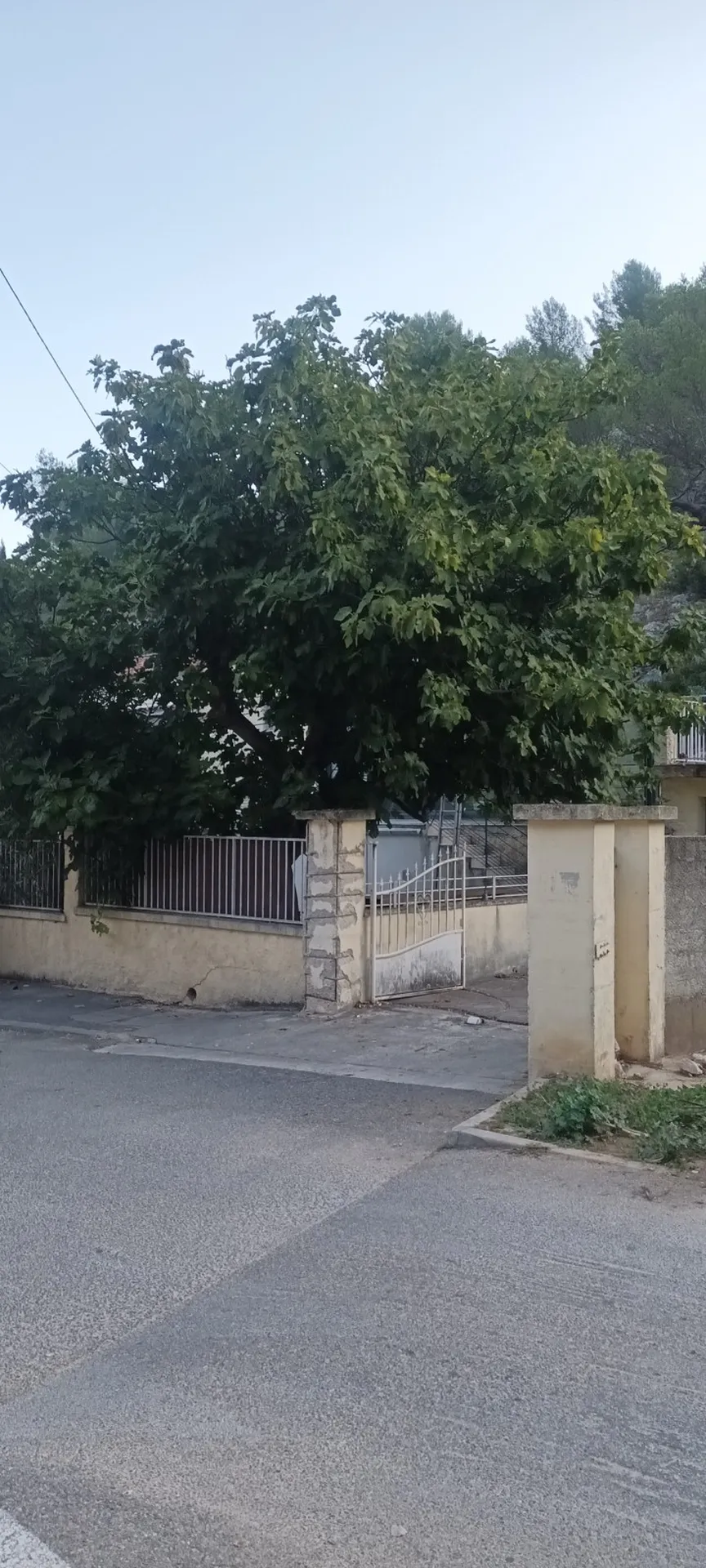 Élagage d un figuier à Marseille proche d'Aubagne