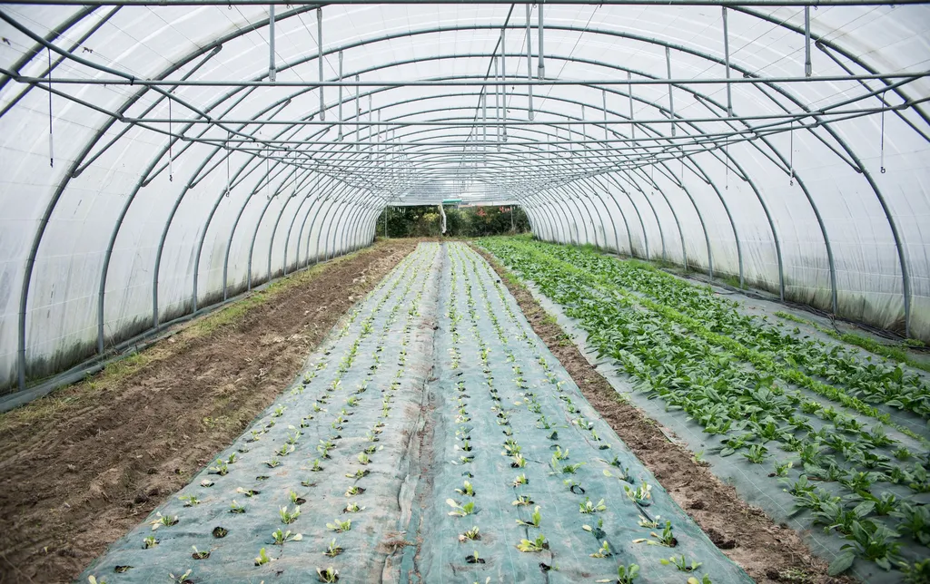 Exploitation maraîchère avec une production raisonnée