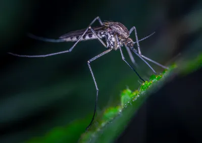 Élimination des moustiques tigres dans l'Est lyonnais : l'efficacité des pièges de capture au CO2 Mions 69780 AMA Nuisibles