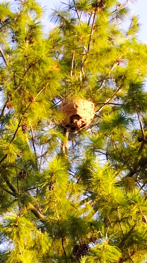 Traitement d’un nid de frelons à Coudoux dans les Bouches-du-Rhone 