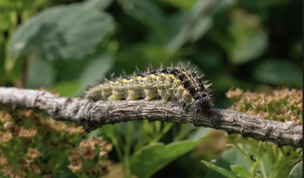Traitement préventif contre les chenilles processionnaires pour protéger les arbres et jardins à Toulouse