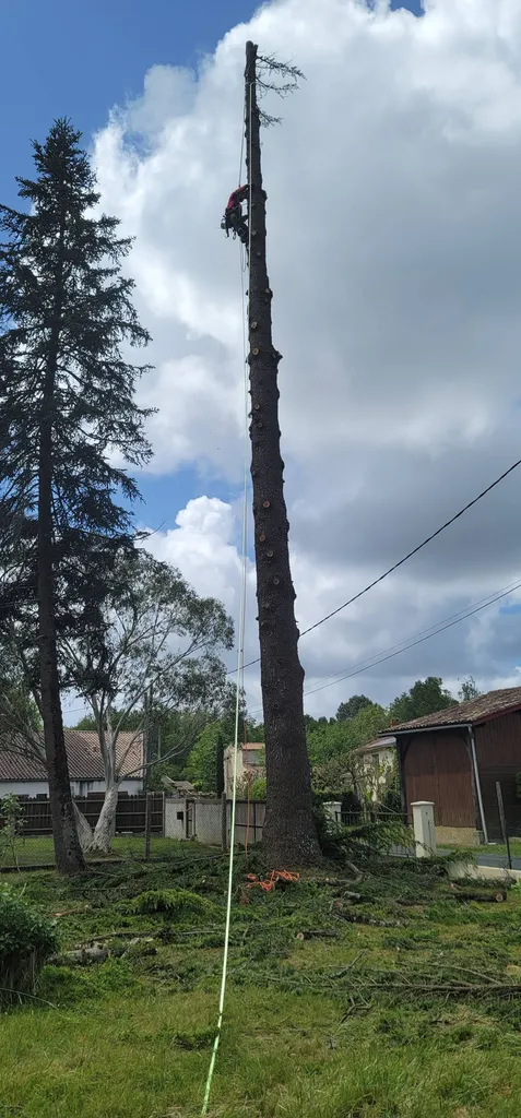 Élagage à Lesparre-Médoc avec des élagueur professionnel pour l'élagage et l'abattage des arbres