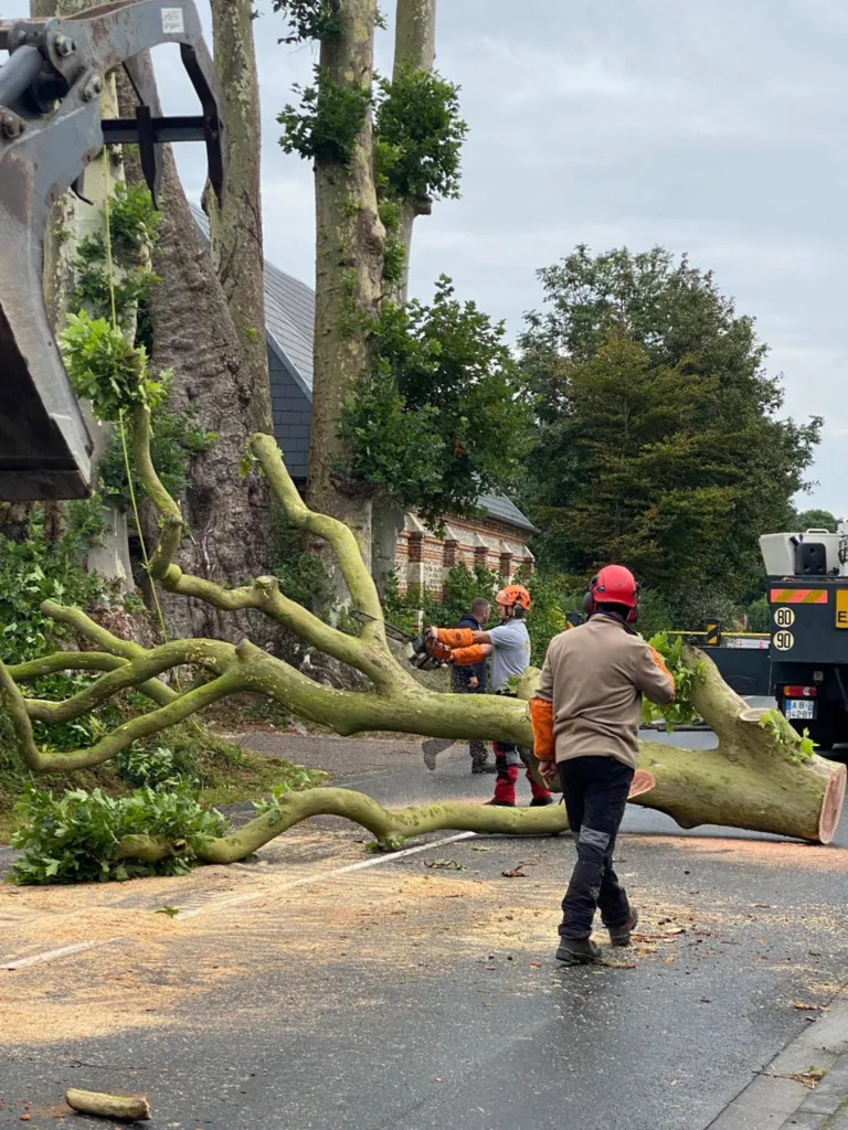 Abattage en démontage d'arbres dangereux à l'aide d'une grue proche de Fécamp 76